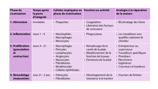 mieux comprendre la peau