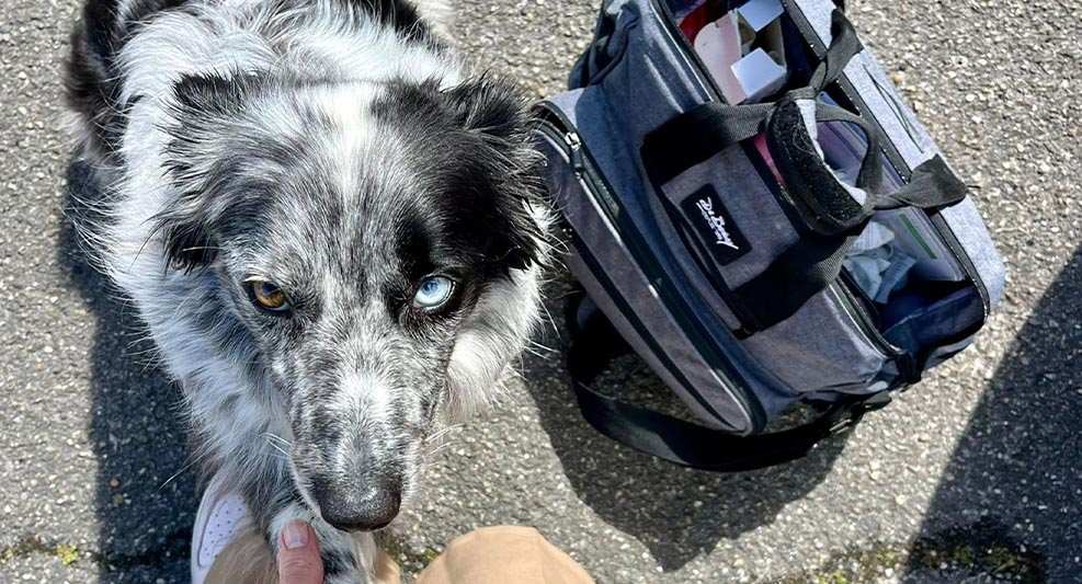 Témoignage : faire sa tournée IDEL avec son chien, un duo insolite